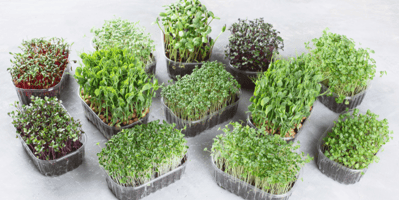microgreens-sprouting-in-home-garden-containers
