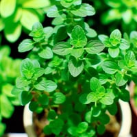 unlocking-the-healing-powers-of-oregano