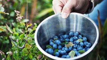The Health Benefits of Bilberry