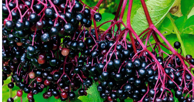 the-benefits-and-risks-of-elderberry