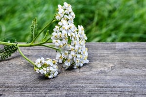 yarrow-2555356_1280-865x576